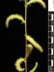Salix ×pendulina f. salamonii. Male catkins.
 Image: D. Glenny © Landcare Research 2020 CC BY 4.0